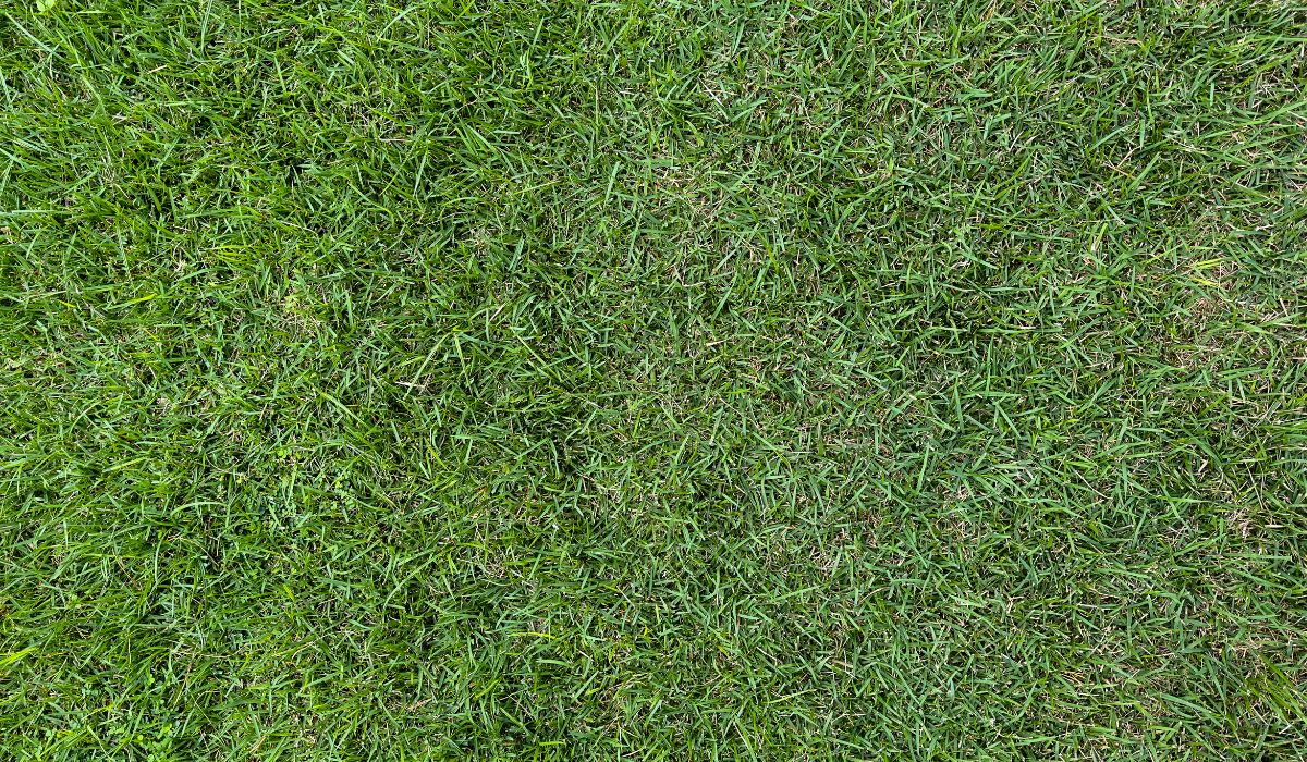 Zeon Zoysia Sod Installation (2)