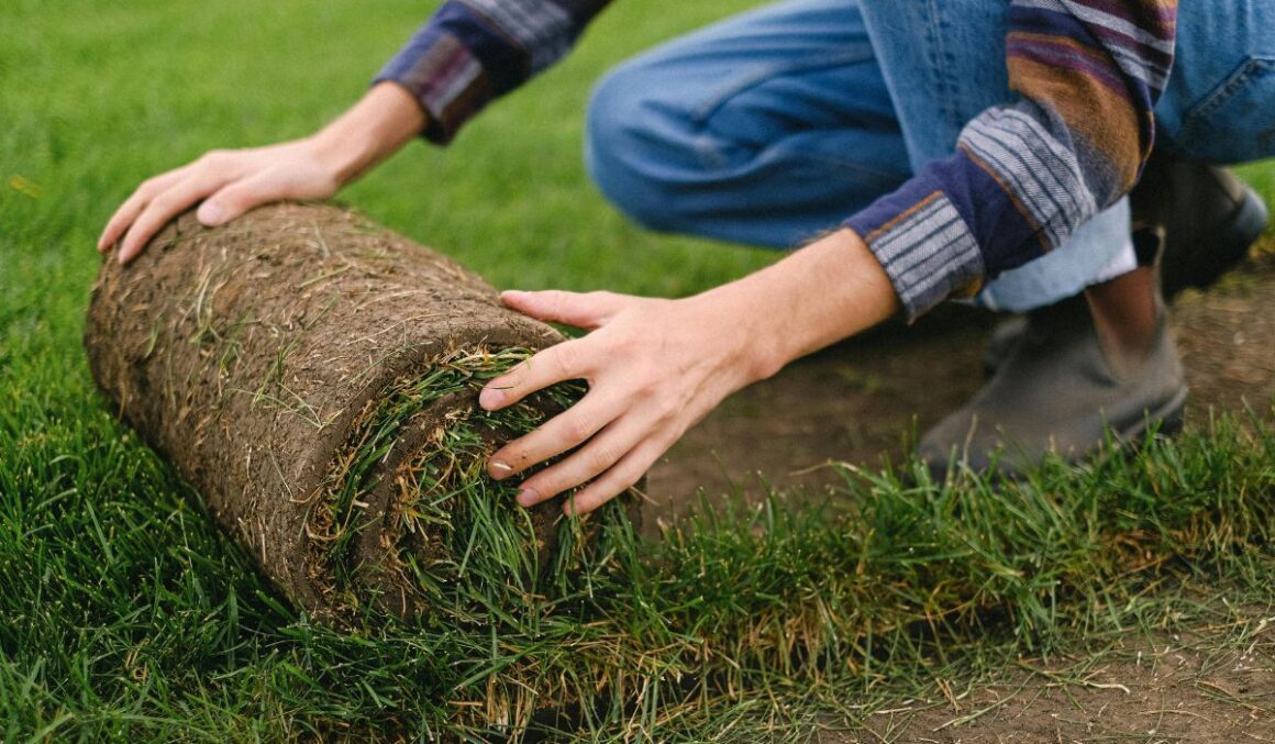 Zeon Zoysia Sod Installation (3)