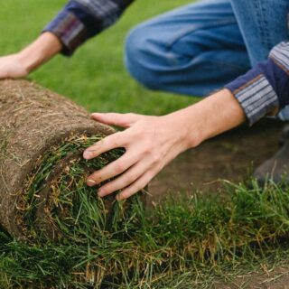 Zeon Zoysia Sod Installation (3)