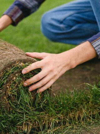 Zeon Zoysia Sod Installation (3)