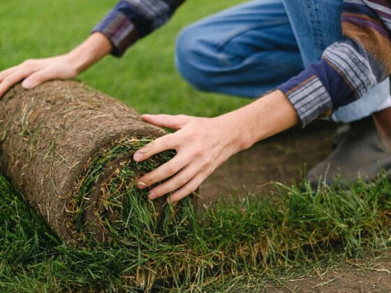 Zeon Zoysia Sod Installation (3)