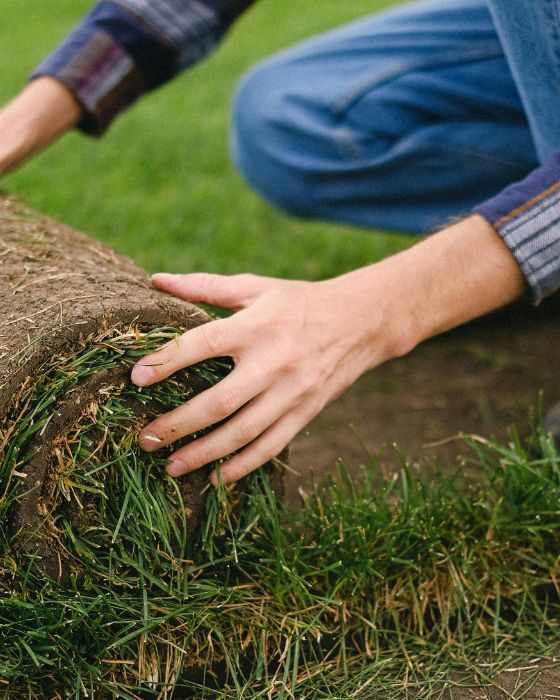 Zeon Zoysia Sod Installation (3)