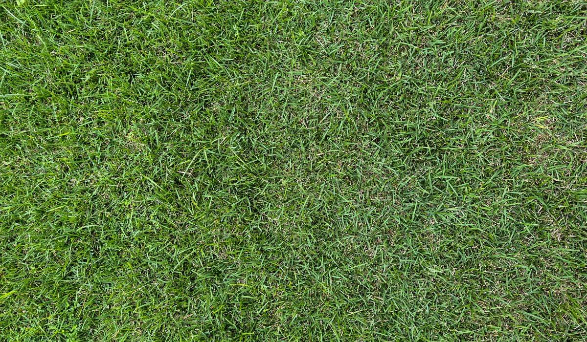 Zeon Zoysia Sod Installation (2)