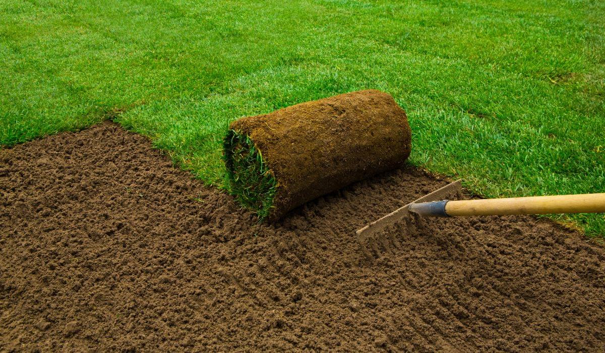Zeon Zoysia Sod Installation